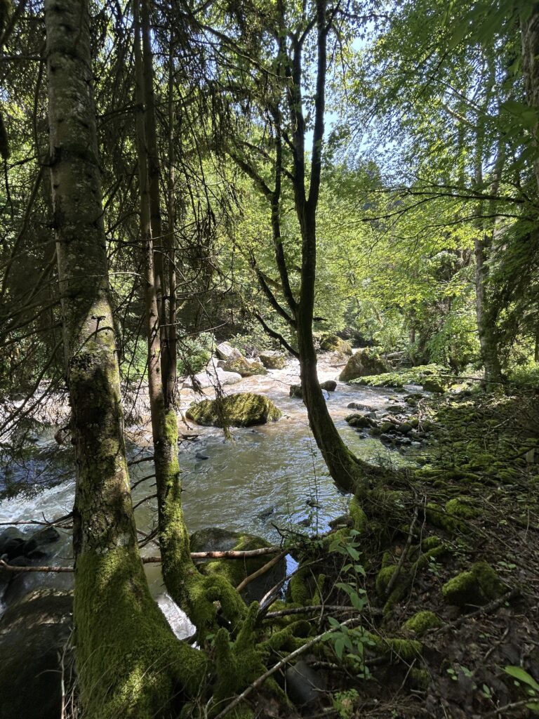 Wald Borjomi