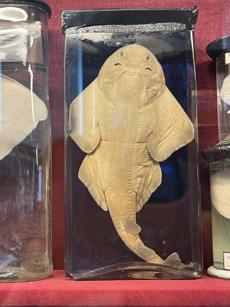 Cluj Museum mit Kindern
