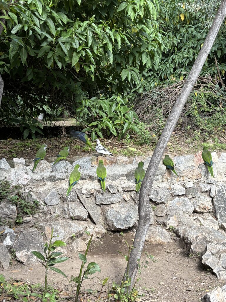 Tierwelt Papagei Athen