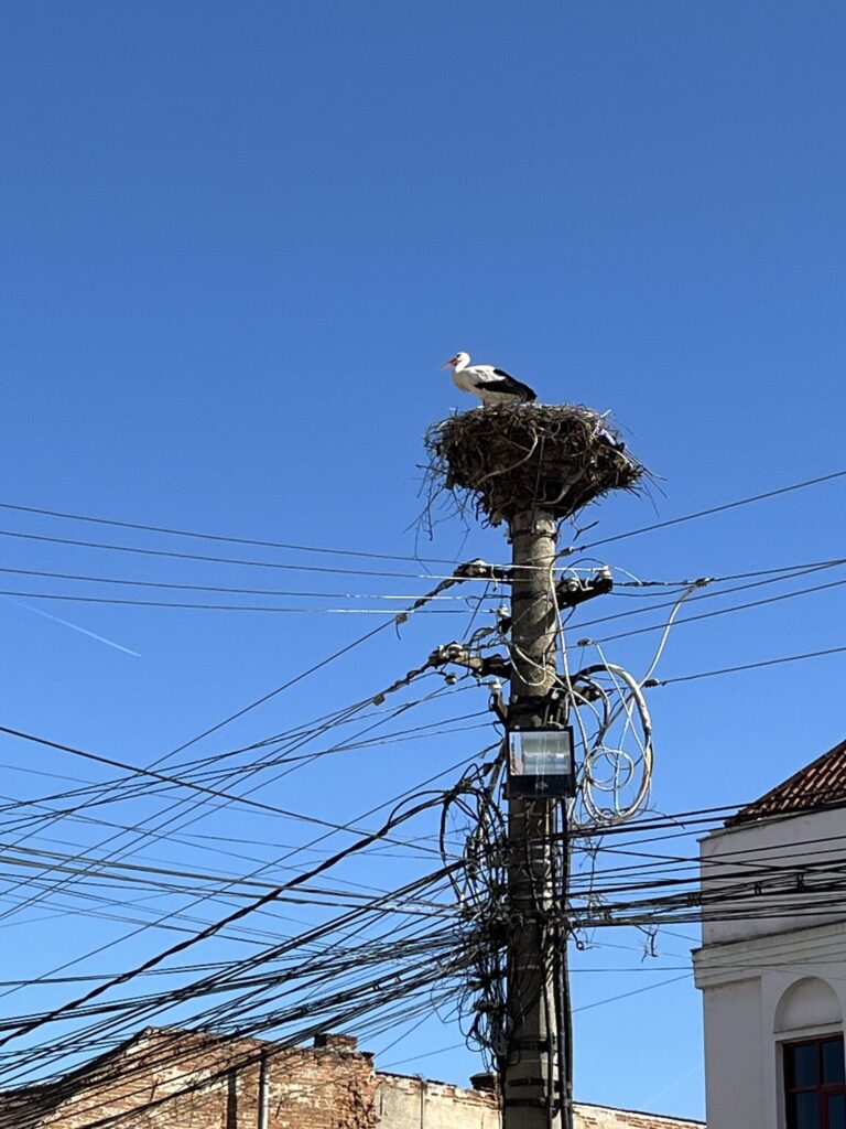 Rumänien mit Kindern Storchennest Tierwelt Rumänien